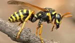 जङ्गली अरिङ्गालले टोकेर हेटौँडाका दुई बिरामी 
