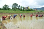 आज असार १५ : धान दिवस र दही चिउराको सांस्कृतिक पर्व मनाइँदै
