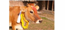 आज तिहारको चौथो दिन, गोवर्द्धन पूजा