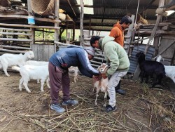 कैलाशमा साढे २१ हजार बाख्रामा लगाइयो पिपीआर खोप