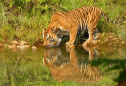 बाघको सङ्ख्या बढेर ३ सय ५५ पुगे
