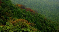 बागमती प्रदेशको १३ हजार हेक्टर वन क्षेत्र अतिक्रमणमा