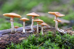 बारीमा उम्रिएको च्याउ खाँदा मृत्यु