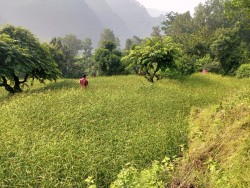कोदो बाली खेती प्रोत्साहनबाट भीमफेदीका चार सय २४ कृषक लाभान्वित