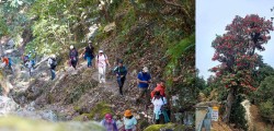प्रकृतिको भण्डार दामन-सिमभन्ज्याङ: गुराँस पदमार्ग 