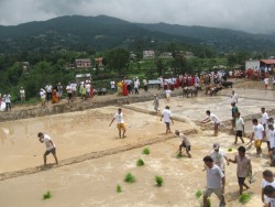 बागमती प्रदेशमा ७० प्रतिशत रोपाइँ
