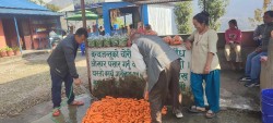 गाजर बेचेर थापा दम्पतीको मासिक तीन लाख आम्दानी