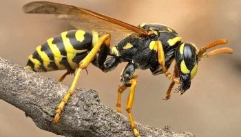 जङ्गली अरिङ्गालले टोकेर हेटौँडाका दुई बिरामी 