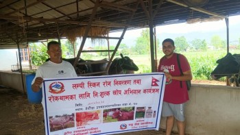 हेटौँडामा ‘लम्पी स्किन’ रोगको सङ्क्रमण