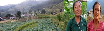 गाउँका अधिकांश पुरुष खेप्दैछन् लागुऔषध मुद्दा, गाँजा र अफिम छोडेर महिलाले थाले तरकारी खेती