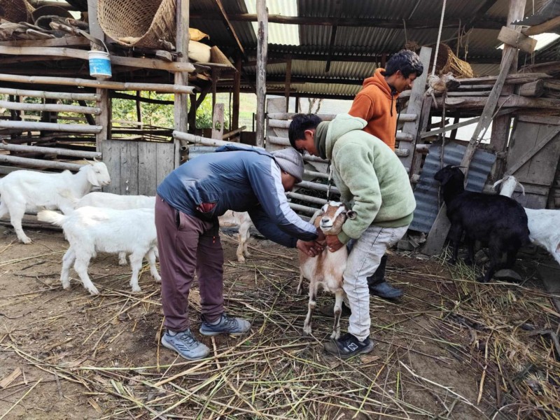 कैलाशमा साढे २१ हजार बाख्रामा लगाइयो पिपीआर खोप