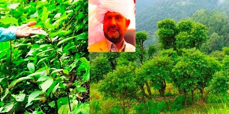 दारको खेती र उपयोगिता