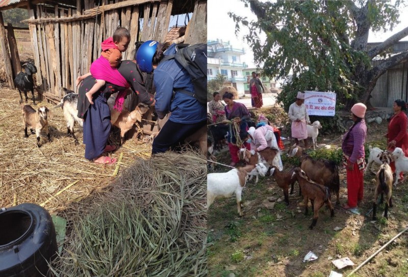 बागमती प्रदेशका ८ लाख ३३ हजार भेडाबाख्रालाई पीपीआर खोप
